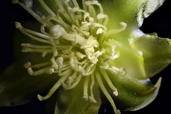Pencil cactus flower with reversed Pentax 67-165 mm lens at f/8 with Zerene Stacker PMax stack of 77 images